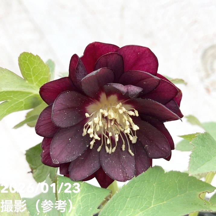 一点物】加藤農園 クリスマスローズ チョコレートゴールド 4.5号（KT36