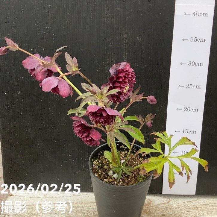 お買い得一点物咲き進み株】広瀬園芸 クリスマスローズ 4号（HR41