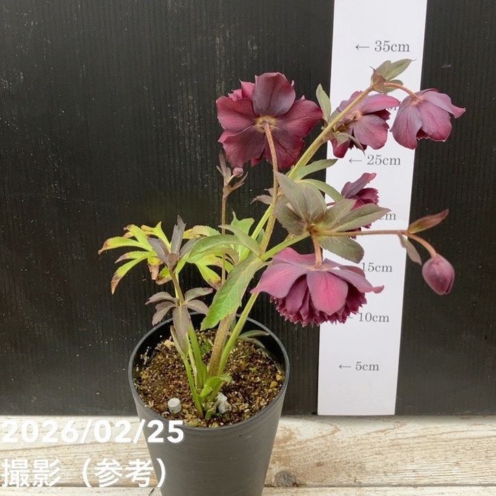 お買い得一点物咲き進み株】広瀬園芸 クリスマスローズ 4号（HR41