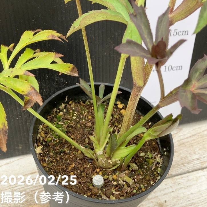 200 クリスマスローズ　４点SET お買い得一点物咲き進み株】広瀬園芸 クリスマスローズ 4号（HR41