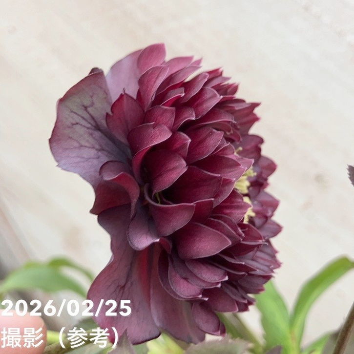 お買い得一点物咲き進み株】広瀬園芸 クリスマスローズ 4号（HR41