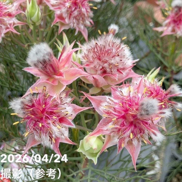 お買い得！】ジョーイセルリア カルメン 5号｜花木10-TU | 花木・庭木