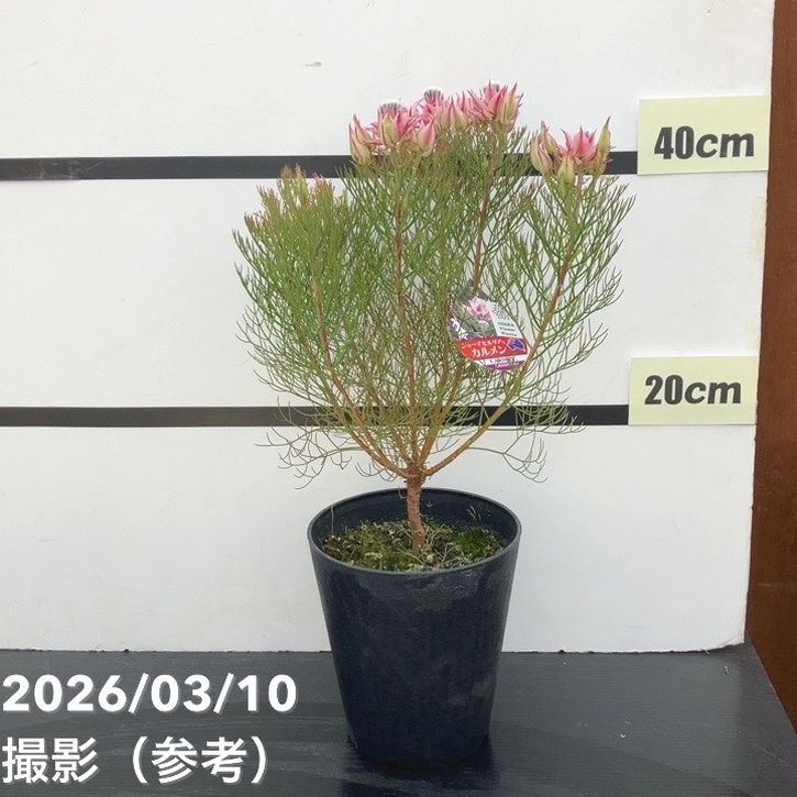 【お買い得!】ジョーイセルリア カルメン 5号|花木10-TU