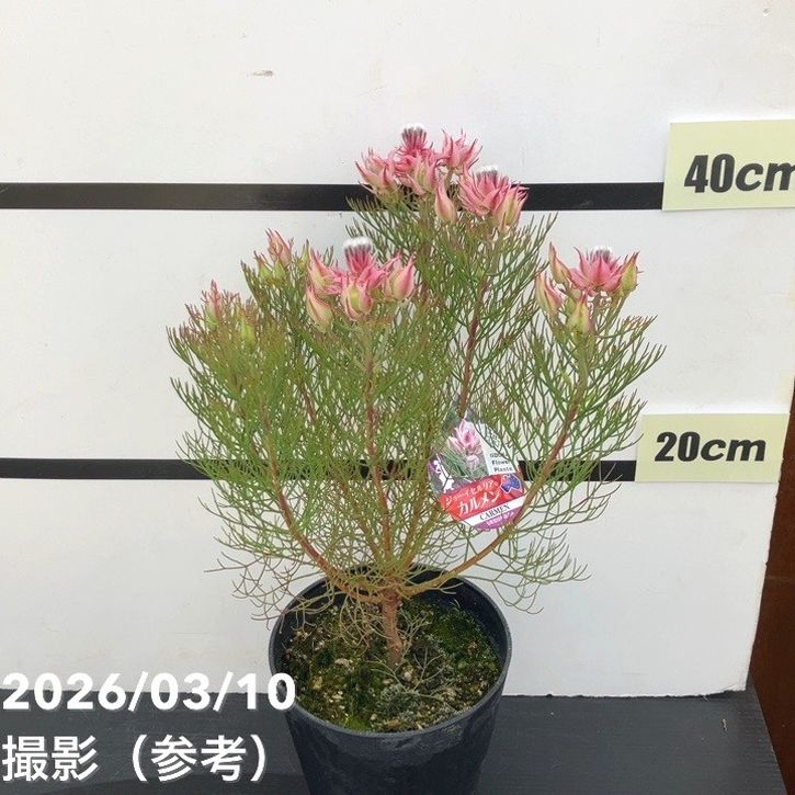 【お買い得!】ジョーイセルリア カルメン 5号|花木10-TU