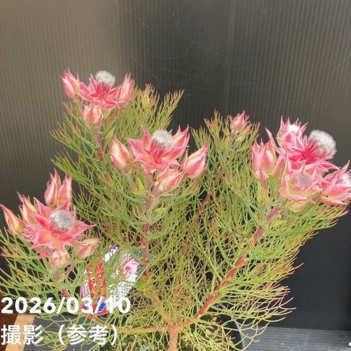 【お買い得!】ジョーイセルリア カルメン 5号|花木10-TU
