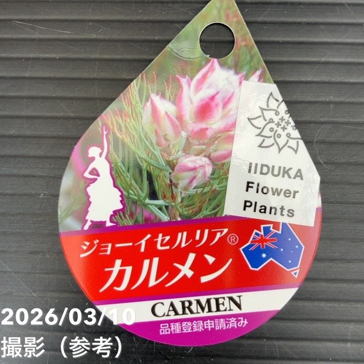 【お買い得!】ジョーイセルリア カルメン 5号|花木10-TU