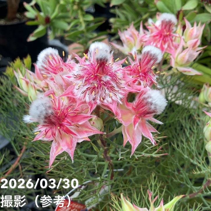 【お買い得!】ジョーイセルリア カルメン 5号|花木10-TU