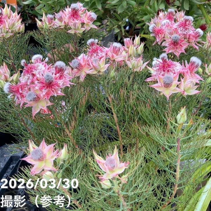 【お買い得!】ジョーイセルリア カルメン 5号|花木10-TU