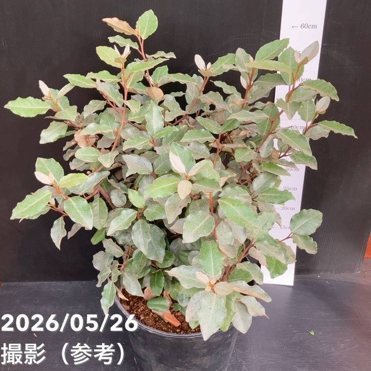 グミ 8号｜果樹10-TU | 果樹,[珍しい果樹] | 赤塚植物園オンライン 花