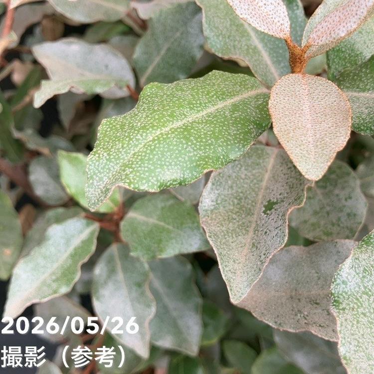 グミ 8号｜果樹10-TU | 果樹,[珍しい果樹] | 赤塚植物園オンライン 花