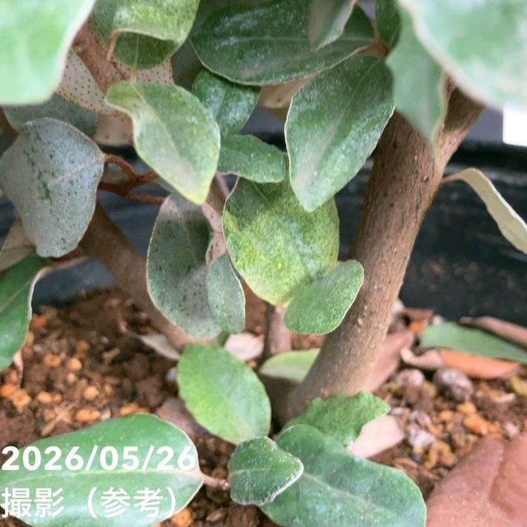 グミ 8号｜果樹10-TU | 果樹,[珍しい果樹] | 赤塚植物園オンライン 花