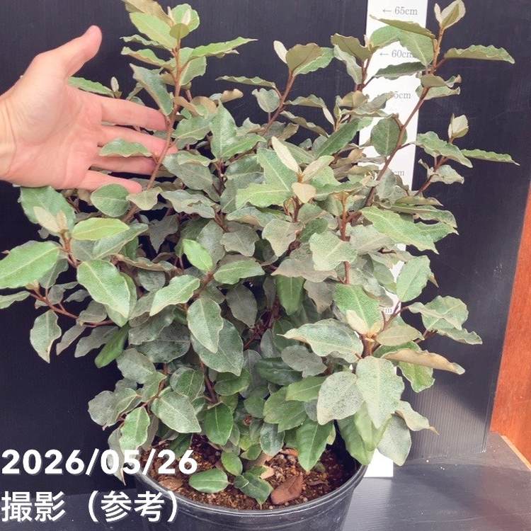 激レア熱帯果樹　8株セット グミ 8号｜果樹10-TU | 果樹,[珍しい果樹] | 赤塚植物園オンライン 花