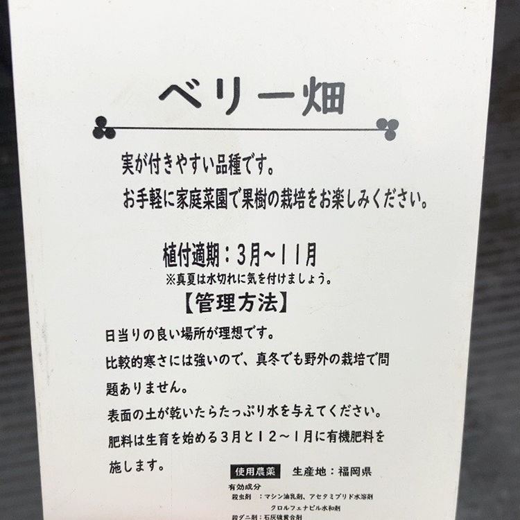 ブラックベリー ブラックサテン 4号|果樹10-TU
