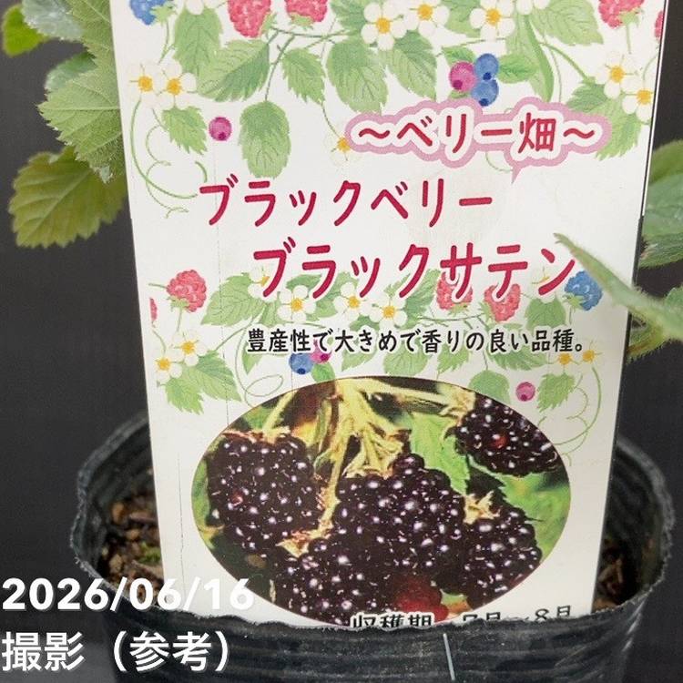 決算P5倍！10%OFF！8/2まで】ブラックベリー ブラックサテン 4号｜果樹