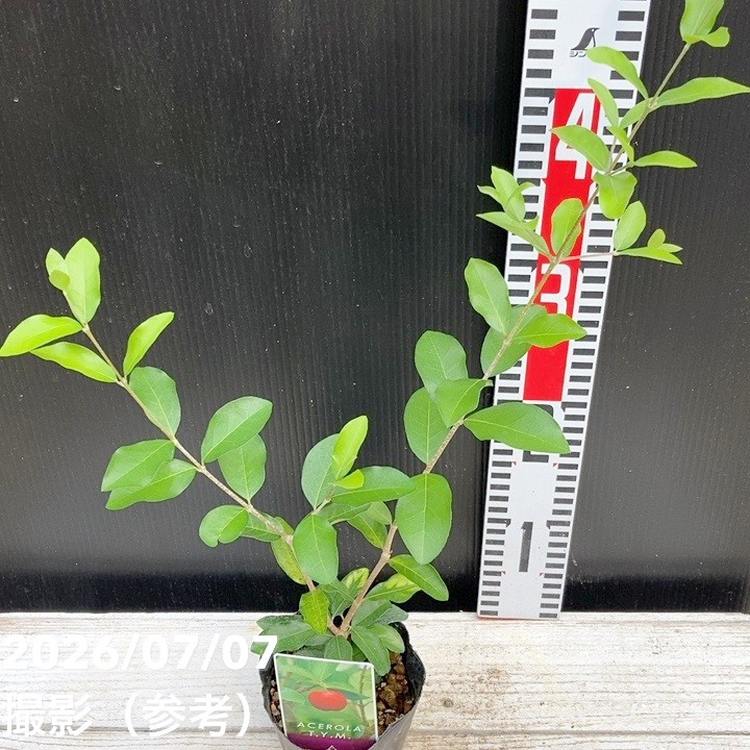 アセロラ T.Y.M. 3号｜果樹04-PA | 果樹,[珍しい果樹] | 赤塚植物園