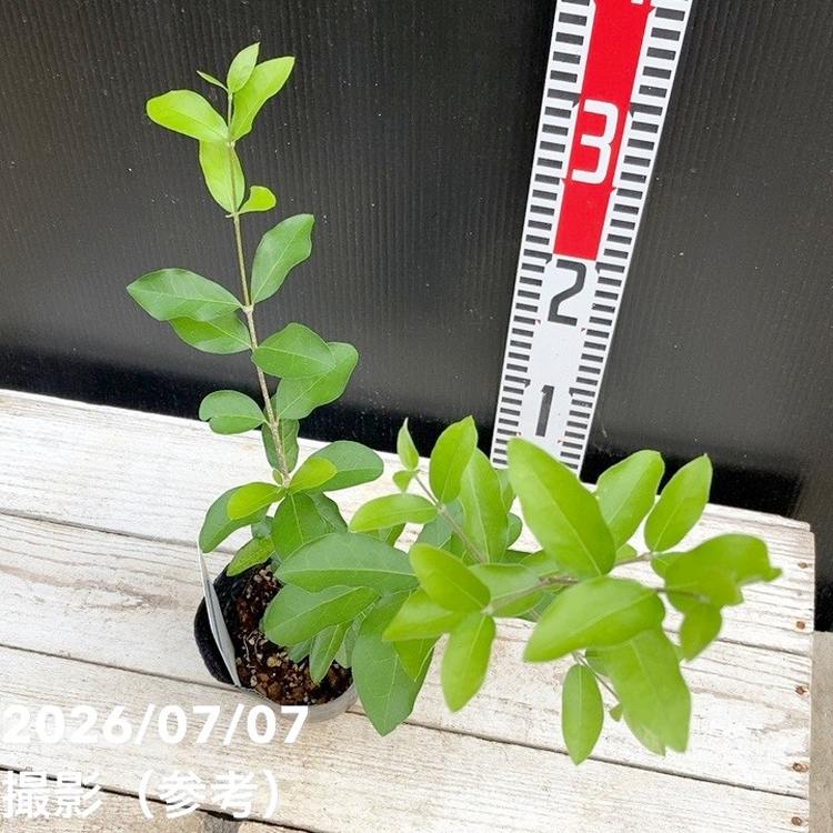 アセロラ T.Y.M. 3号｜果樹04-PA | 果樹,[珍しい果樹] | 赤塚植物園