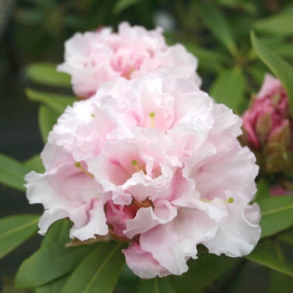 シャクナゲ スーパーローディー 3.5号 浮雲｜花木01-D1 | 赤塚植物園