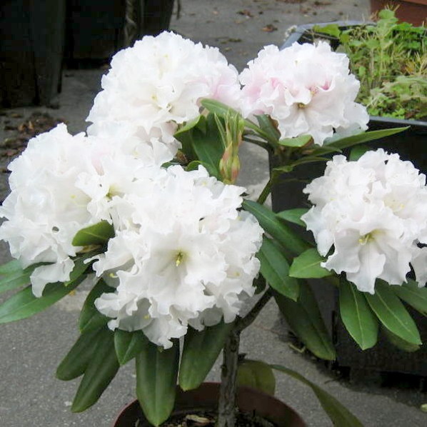 シャクナゲ スーパーローディー 3.5号 浮雲｜花木01-D1 | 赤塚植物園