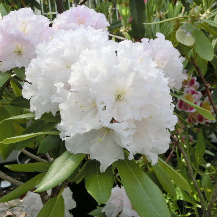 シャクナゲ スーパーローディー 3.5号 浮雲｜花木01-D1 | 赤塚植物園