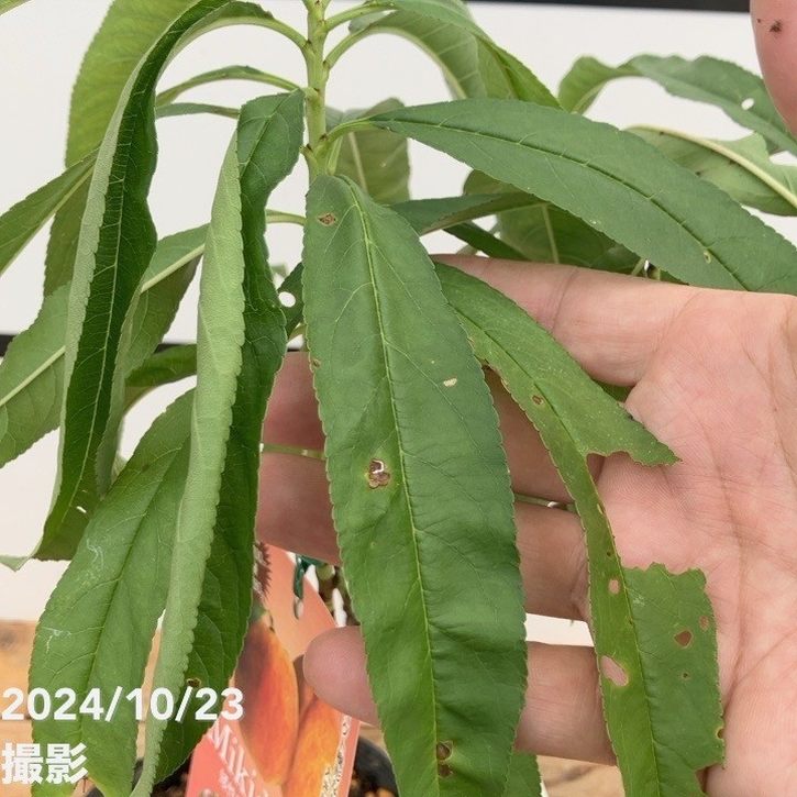 矮性桃 みきドワーフ 桃の苗木 桃苗 果樹の苗木 5号/1個売り