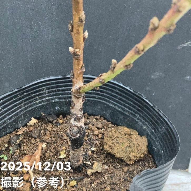 桃 鉢植えで収穫!矮性桃 みきドワーフ 5号 接ぎ木苗 2年生 PVP|果樹10-TU