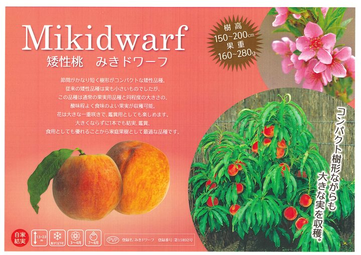 【予約】桃 鉢植えで収穫!矮性桃 みきドワーフ 5号 接ぎ木苗 2年生 PVP※2025年12月上旬以降発送予定|果樹10-TU