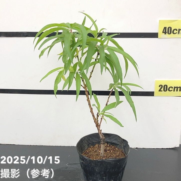 【予約】桃 鉢植えで収穫!矮性桃 みきドワーフ 5号 接ぎ木苗 2年生 PVP※2025年12月上旬以降発送予定|果樹10-TU