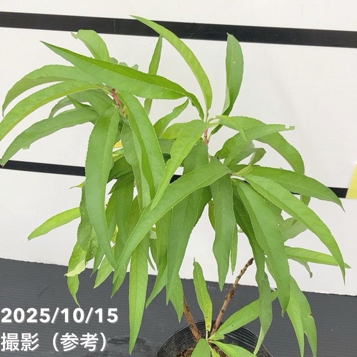 【予約】桃 鉢植えで収穫!矮性桃 みきドワーフ 5号 接ぎ木苗 2年生 PVP※2025年12月上旬以降発送予定|果樹10-TU