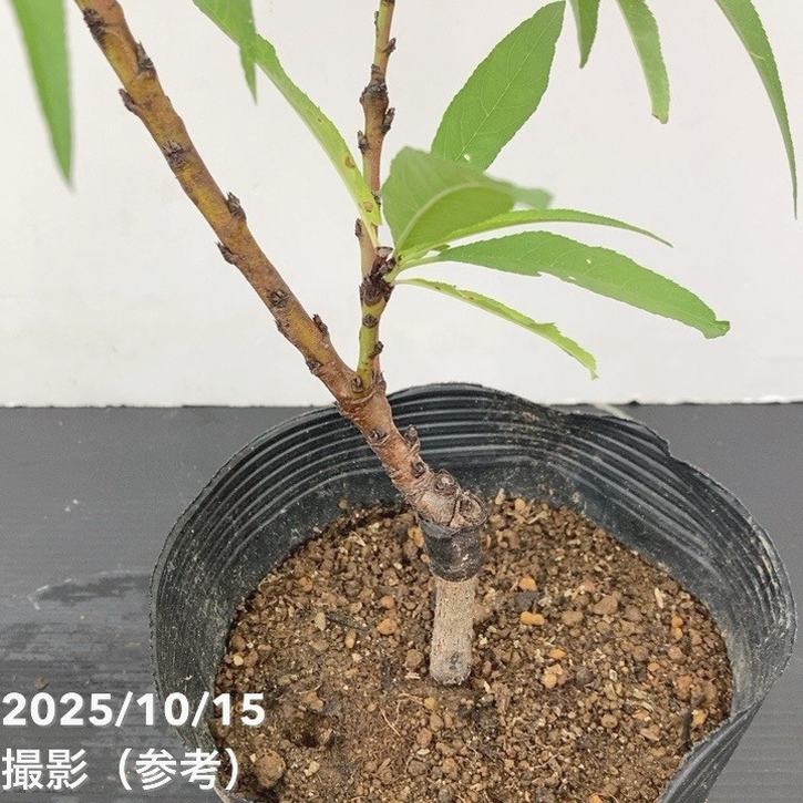 【予約】桃 鉢植えで収穫!矮性桃 みきドワーフ 5号 接ぎ木苗 2年生 PVP※2025年12月上旬以降発送予定|果樹10-TU