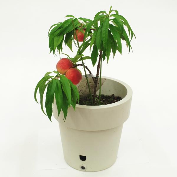 【予約】桃 鉢植えで収穫!矮性桃 みきドワーフ 5号 接ぎ木苗 2年生 PVP※2025年12月上旬以降発送予定|果樹10-TU