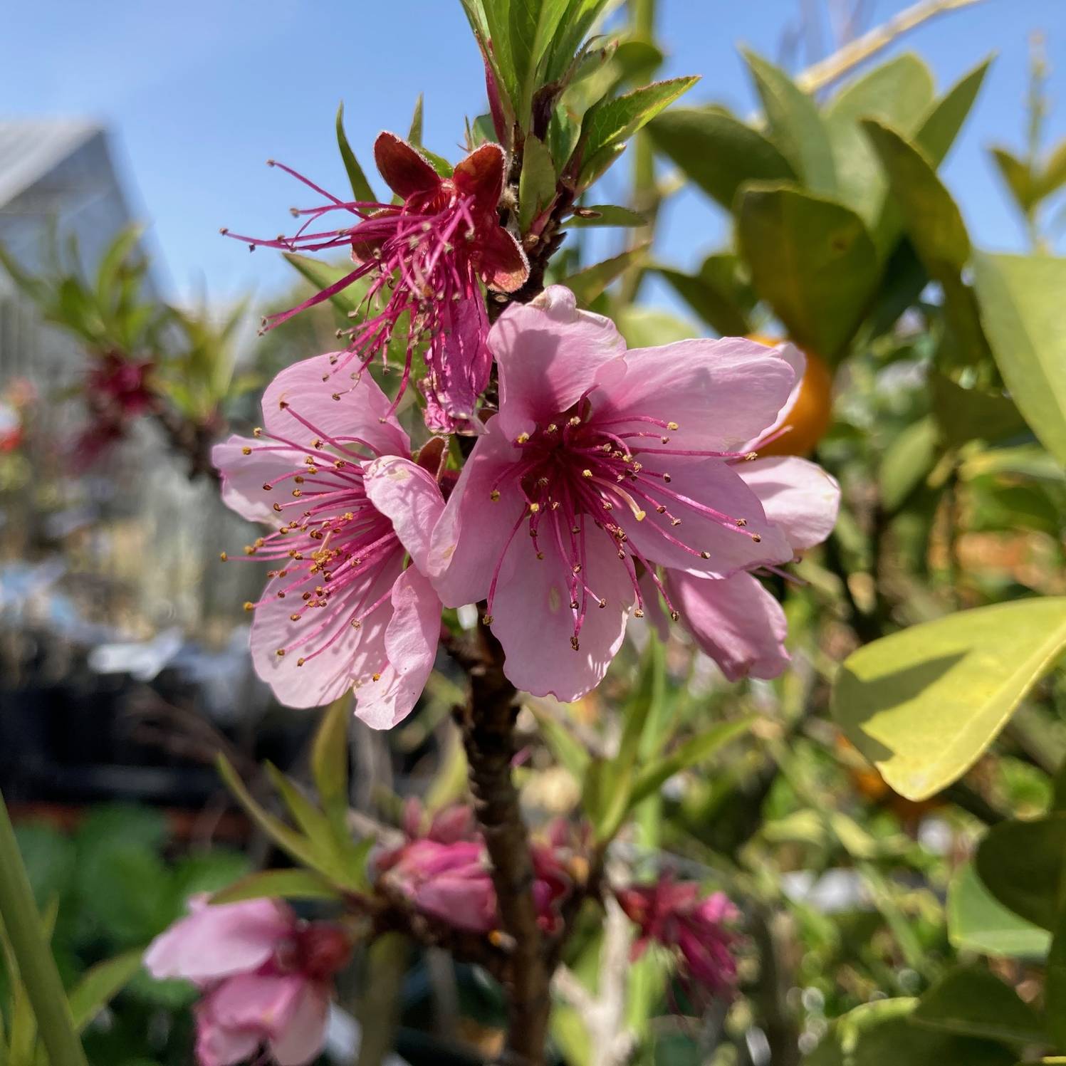 【予約】桃 鉢植えで収穫!矮性桃 みきドワーフ 5号 接ぎ木苗 2年生 PVP※2025年12月上旬以降発送予定|果樹10-TU