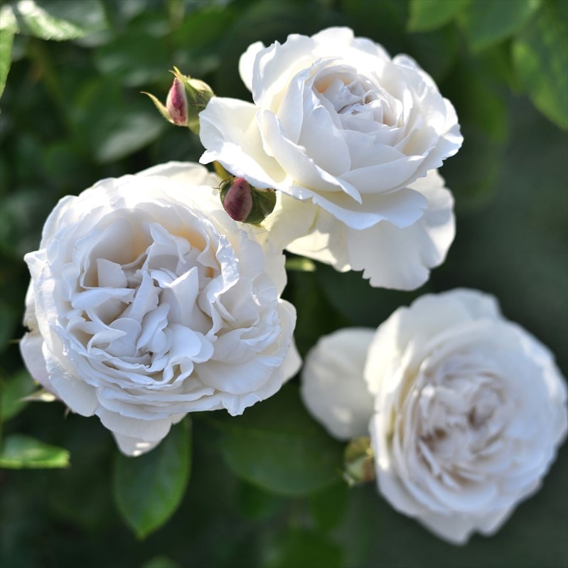バラ大苗 パブロワ 7号 Delbard デルバール｜花木04-PA | 花木・庭木
