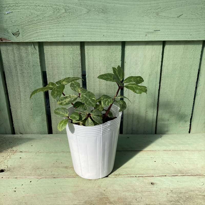 カラーリーフクリスマスローズ 3.5号 ニゲル斑入り 松村ナーセリー