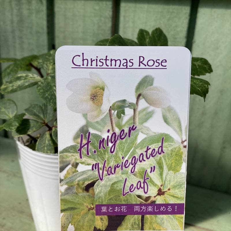 カラーリーフクリスマスローズ 3.5号 ニゲル斑入り 松村ナーセリー