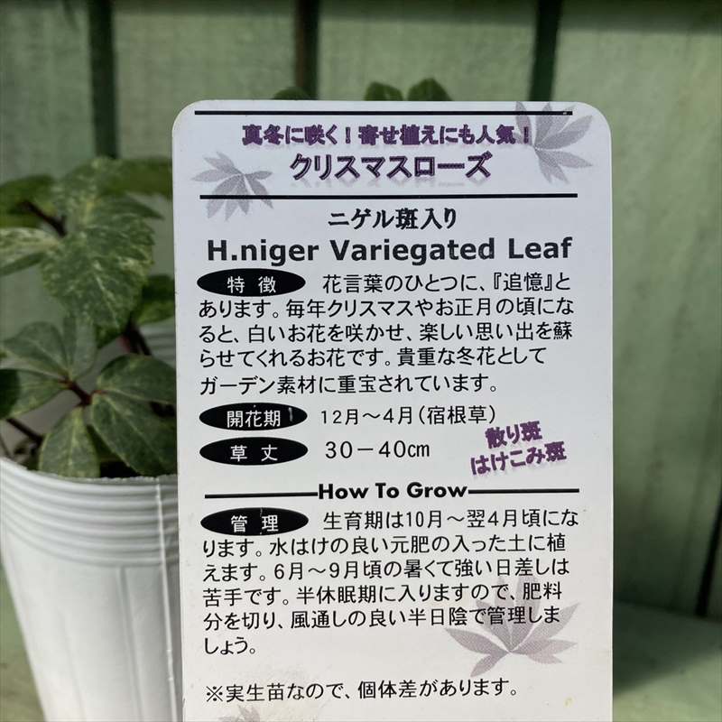 カラーリーフクリスマスローズ 3.5号 ニゲル斑入り 松村ナーセリー