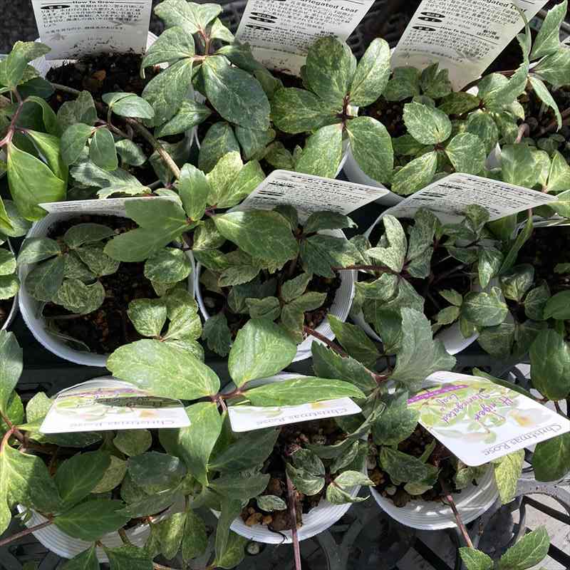 カラーリーフクリスマスローズ 3.5号 ニゲル斑入り 松村ナーセリー