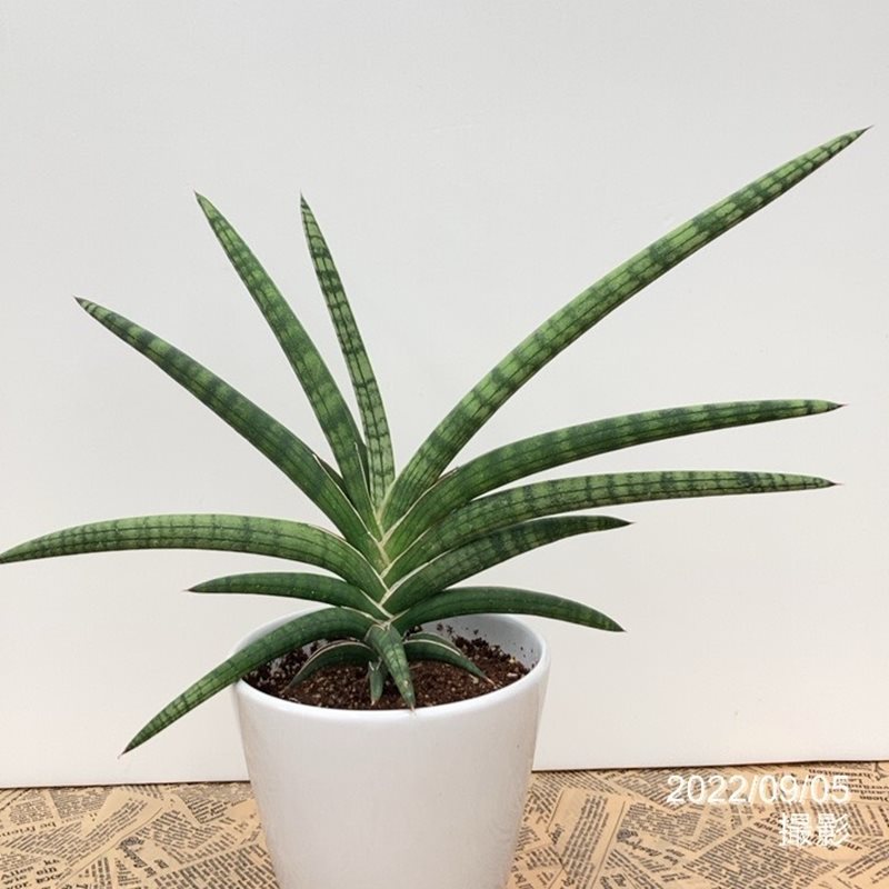 一点物 個性派 サンスベリア 5号 ベラ 白陶器鉢 2 写真の商品が届きます 02観葉 赤塚植物園自社農場 サンスベリア サンセベリア 赤塚植物園オンライン 花の音