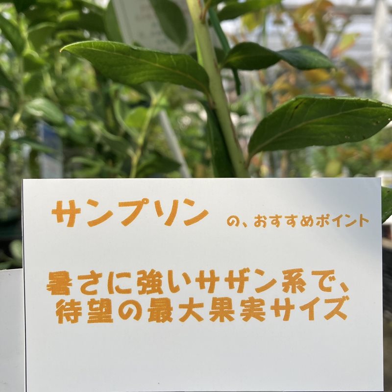 ブルーベリー サザンハイブッシュ系 サンプソン（接木苗）4.5～5号