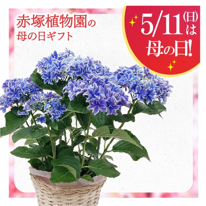 母の日ギフト】アジサイ 万華鏡 5寸鉢 | GIFT,セット | 橋本種苗
