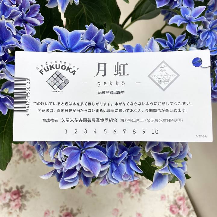 トップブランドのファッション | 月虹（ブルー）5号｜鉢花10-TU アジサイ 早割期間中！】母の日ギフト2025 ギフト,【特集】母の日2025 の音｜花苗・ガーデニング・園芸商品の通販サイト 花 赤塚植物園オンライン | コスプレウィッグ