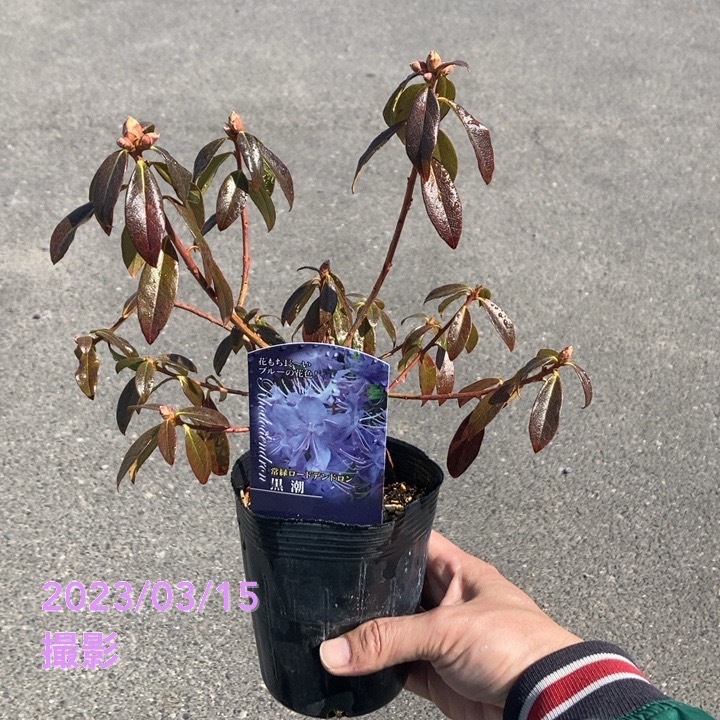 決算P5倍！10%OFF！8/2まで】ブルーツツジ 常緑ロードデンドロン 黒潮