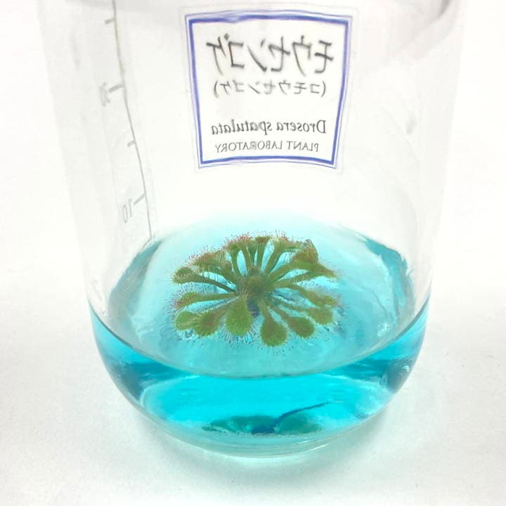 モウセンゴケ 原画 現代アート 絵画 画家 多肉植物 苔 キモカワ ポップ