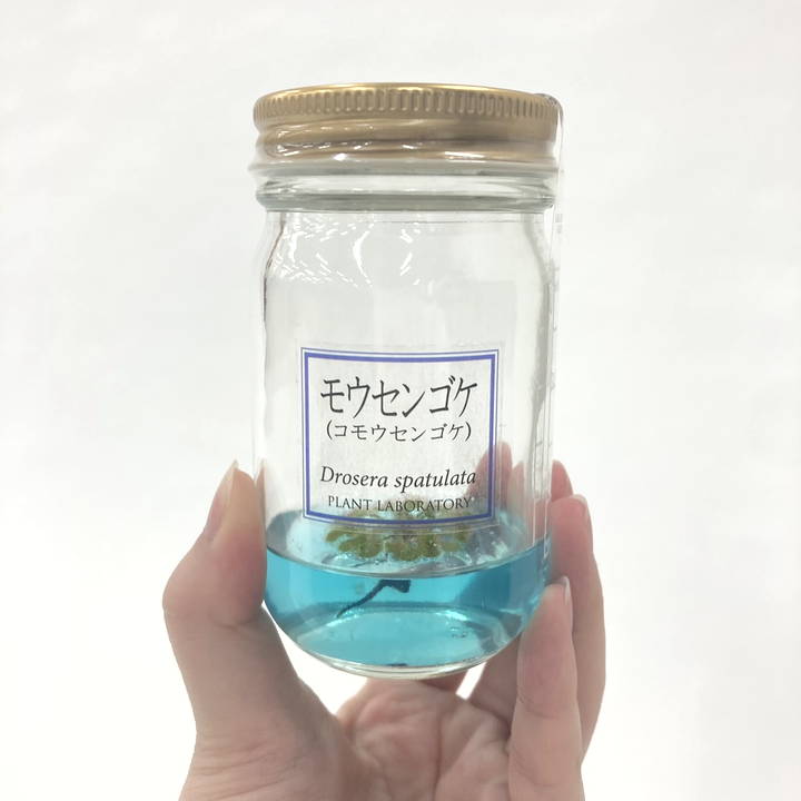 ビンの中で育む植物 植物ラボ モウセンゴケ : Drosera spatulata