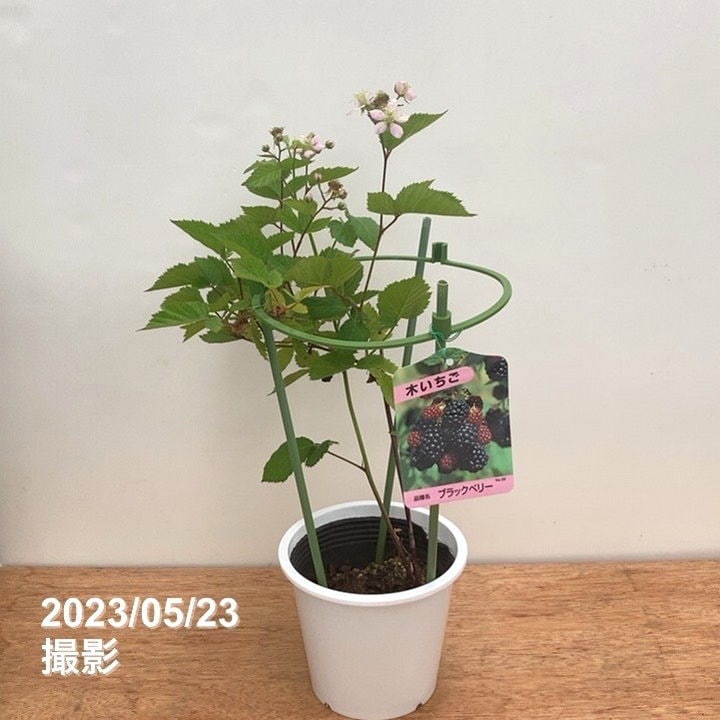 ブラックベリー様 61qddpoVLdL._AC_UF350,