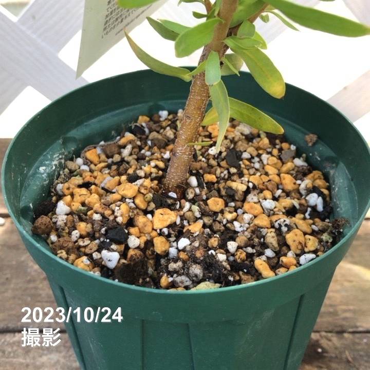 プロテア ネリイフォリア クリーム 4号スリット鉢｜花木04-PA | 花木