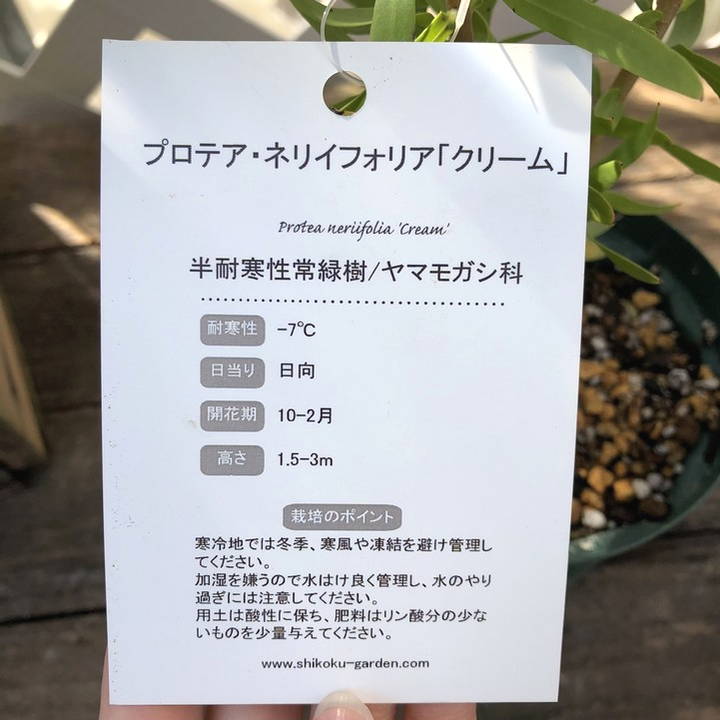 プロテア ネリイフォリア クリーム 4号スリット鉢｜花木04-PA | 花木