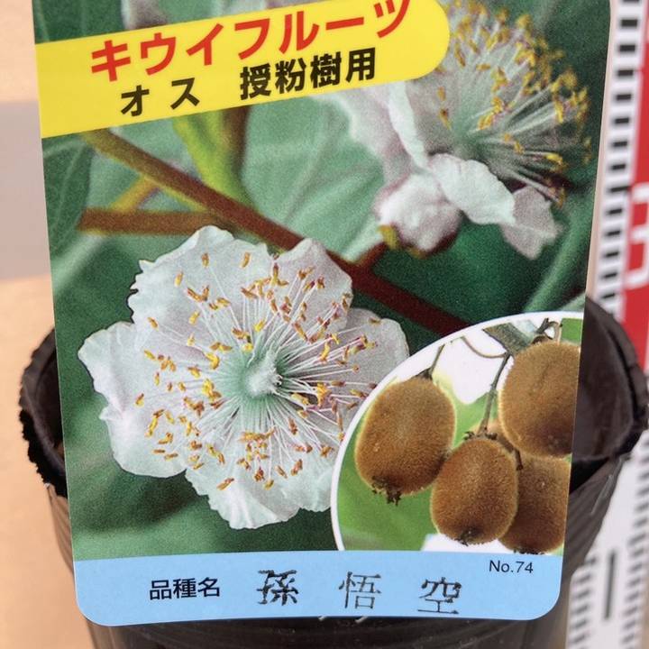 キウイフルーツ 孫悟空 オス受粉樹用 5号｜果樹04-PA | 果樹 | 赤塚