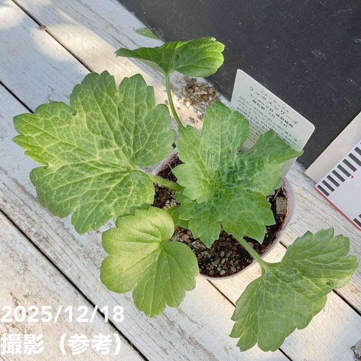 ラナンキュラス ラックスシリーズ 3.5～4号 ミネルバ｜草花04-PA