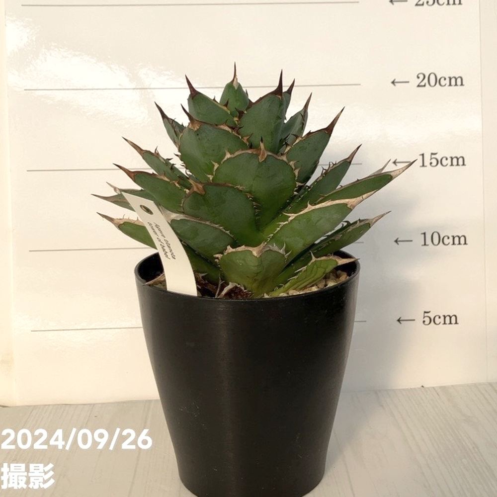 貴重‼️ アガベ などなど✨ 現品お届け】アガベ 4号 チタノタ タワーオブバベル Agave