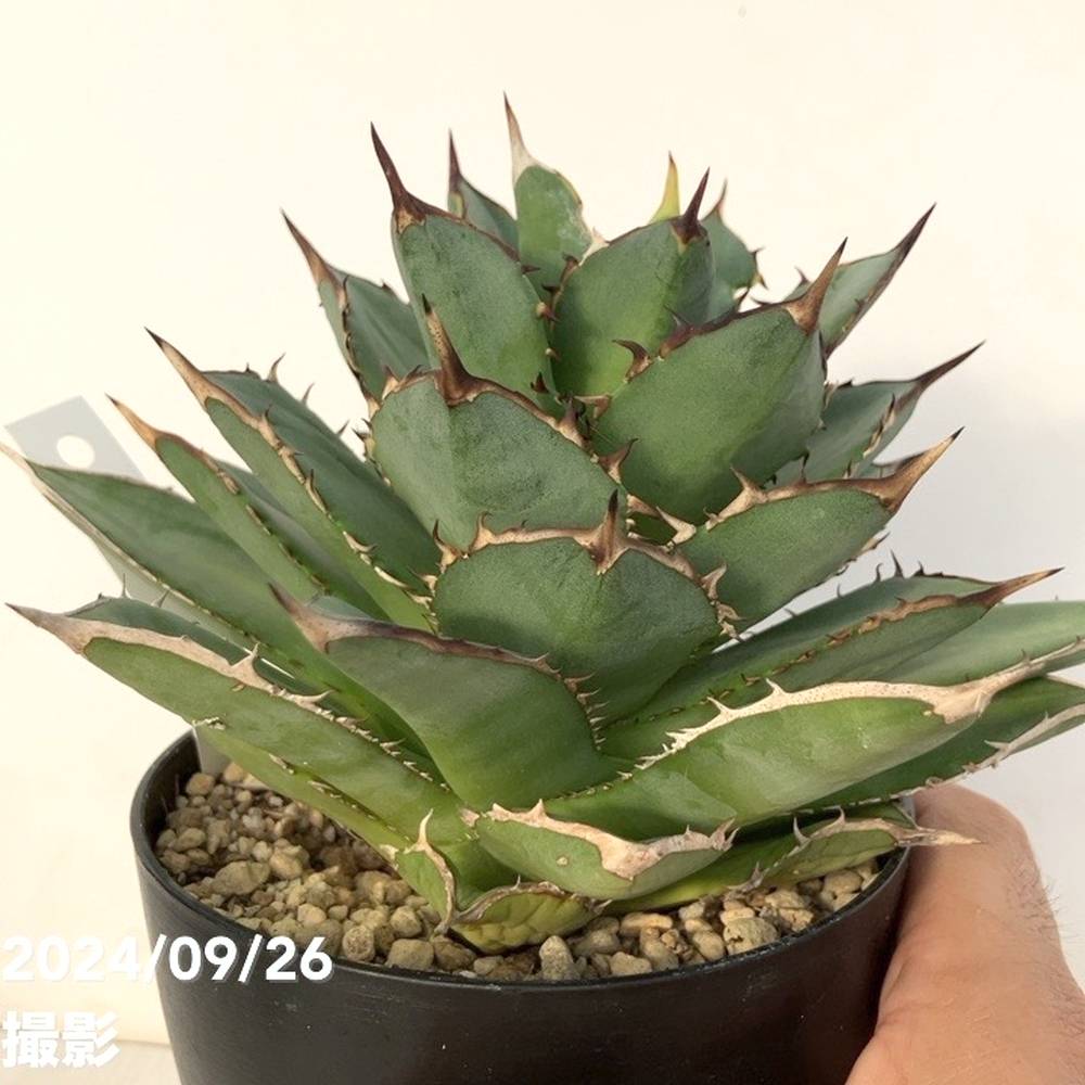 現品お届け】アガベ 4号 チタノタ タワーオブバベル Agave titanota
